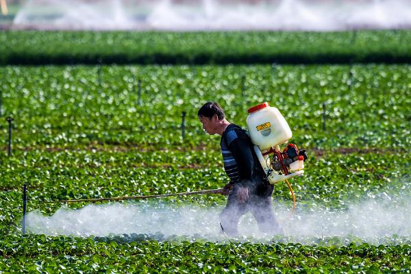 黄花菜的施肥方式，需科学配方平衡施肥