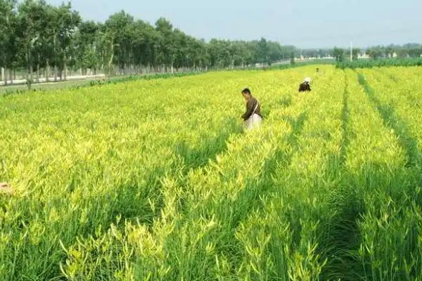 黄花菜的施肥方式，需科学配方平衡施肥