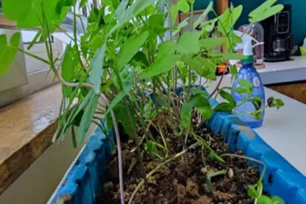 影响植物生长的因素，有水分、空气、光照等