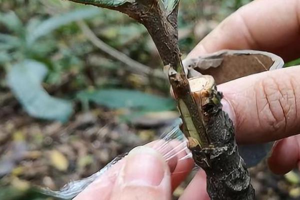 秋季嫁接果树的时间，建议在9月份中旬之前进行