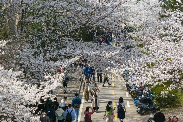 湖北樱花开放的时间，会在3月中旬左右开放