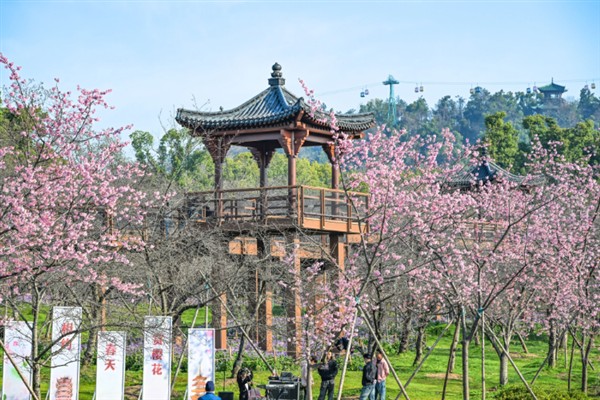 湖北樱花开放的时间，会在3月中旬左右开放