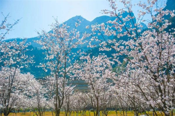 湖北樱花开放的时间，会在3月中旬左右开放