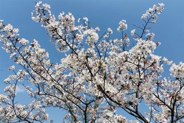 湖北樱花开放的时间，会在3月中旬左右开放
