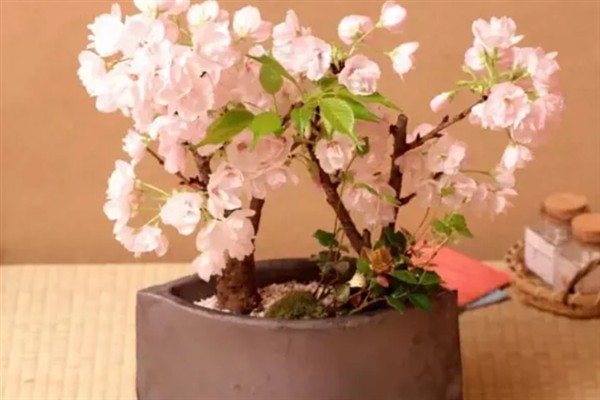 湖北樱花开放的时间，会在3月中旬左右开放