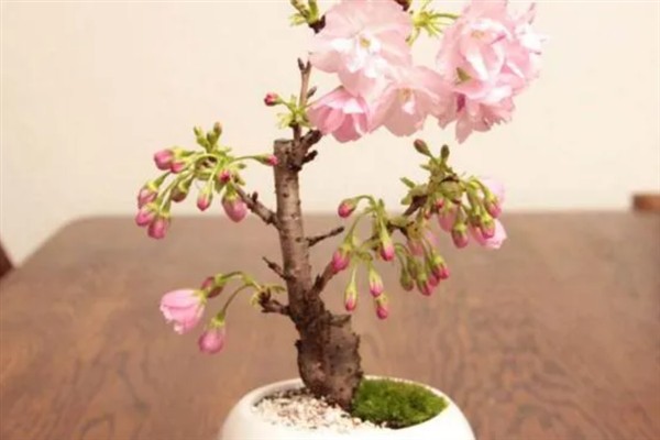 湖北樱花开放的时间，会在3月中旬左右开放