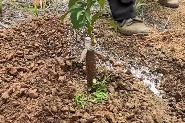 秋季嫁接果树的时间，建议在9月份中旬之前进行