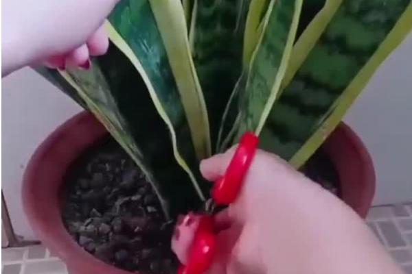 虎皮兰如何扦插，选择生长旺盛的枝条