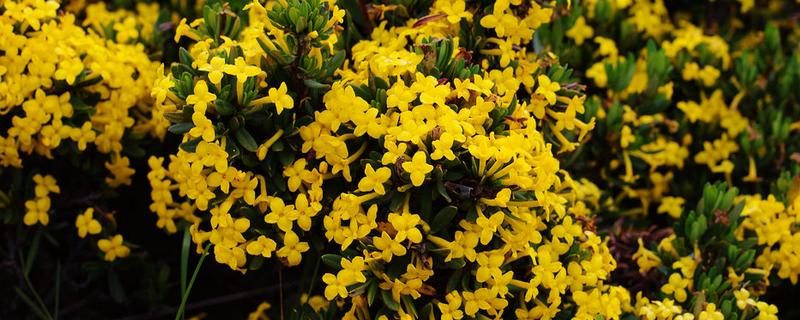 橙花瑞香下山桩的种植方法，修剪根系经过消毒后再上盆