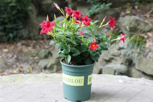 怎么养双喜花，可通过观察土壤的变化来浇水