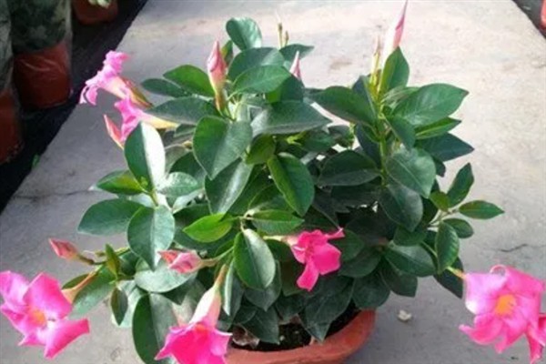 怎么养双喜花，可通过观察土壤的变化来浇水