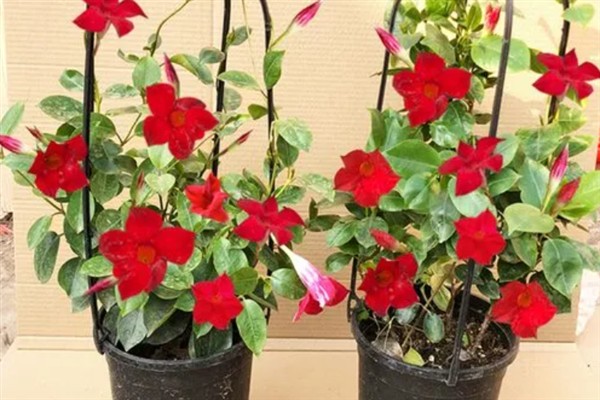 怎么养双喜花，可通过观察土壤的变化来浇水