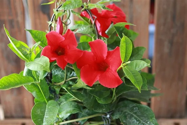 怎么养双喜花，可通过观察土壤的变化来浇水