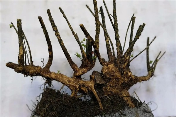 橙花瑞香下山桩的种植方法，修剪根系经过消毒后再上盆