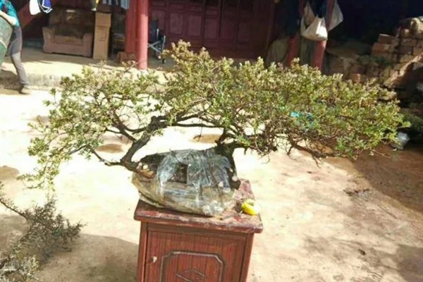 橙花瑞香下山桩的种植方法，修剪根系经过消毒后再上盆