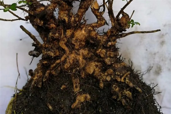 橙花瑞香下山桩的种植方法，修剪根系经过消毒后再上盆