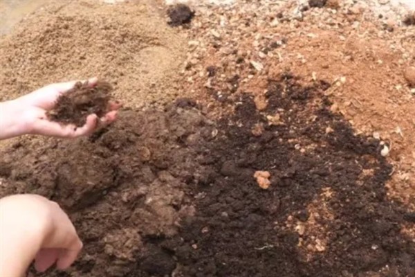 橙花瑞香下山桩的种植方法，修剪根系经过消毒后再上盆