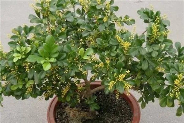 橙花瑞香下山桩的种植方法，修剪根系经过消毒后再上盆