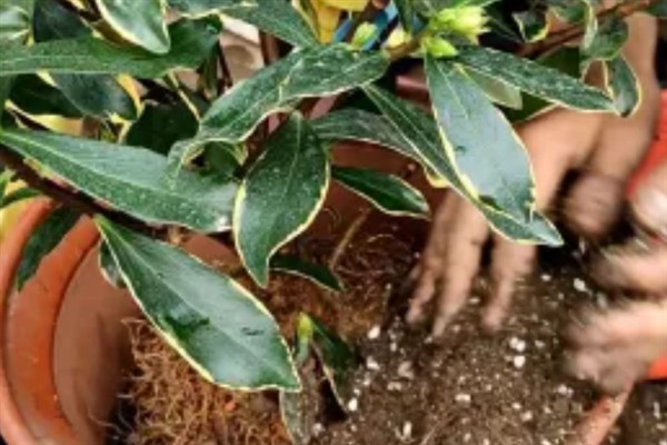 橙花瑞香下山桩的种植方法，修剪根系经过消毒后再上盆