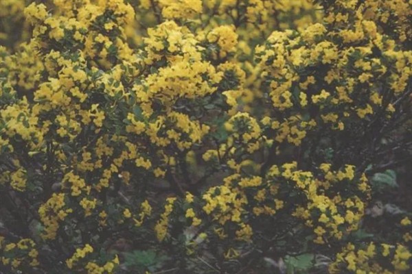 橙花瑞香下山桩的种植方法，修剪根系经过消毒后再上盆