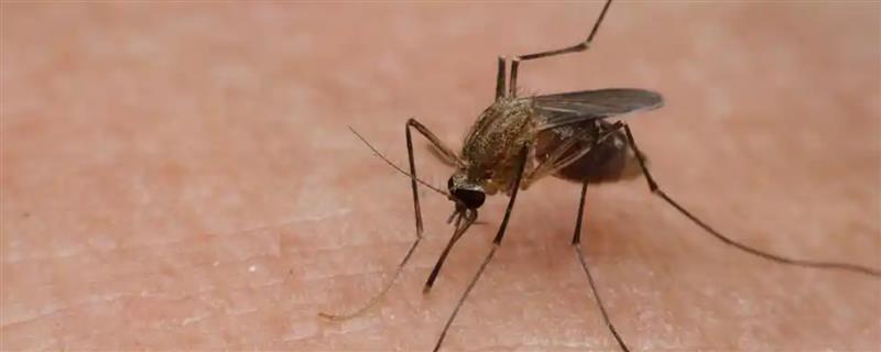 蚊子的寿命,雄性蚊子可存活14-24天左右