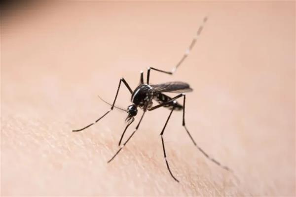 蚊子的寿命,雄性蚊子可存活14-24天左右