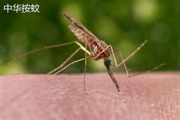 蚊子的寿命,雄性蚊子可存活14-24天左右