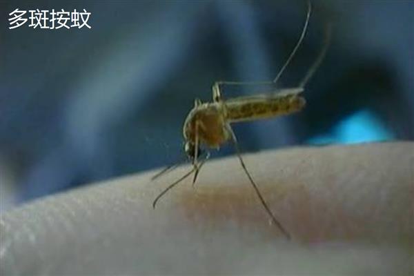 蚊子的寿命,雄性蚊子可存活14-24天左右