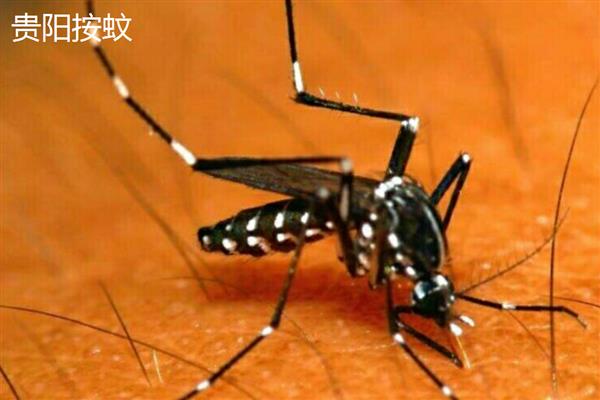 蚊子的寿命,雄性蚊子可存活14-24天左右