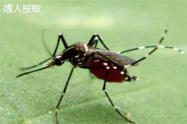 蚊子的寿命,雄性蚊子可存活14-24天左右