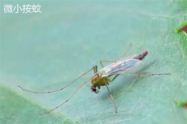 蚊子的寿命,雄性蚊子可存活14-24天左右