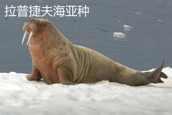 海象是不是哺乳动物，属于哺乳纲繁殖方式为胎生