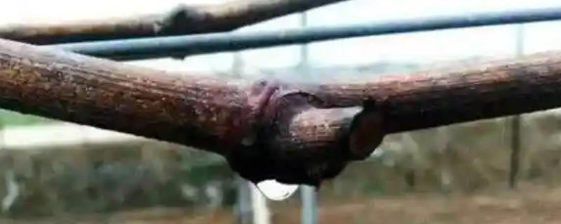 葡萄树流水的原因，春季根部输送养分时遇到伤口