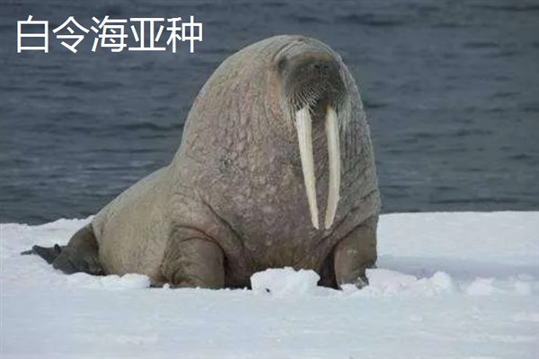 海象是不是哺乳动物，属于哺乳纲繁殖方式为胎生