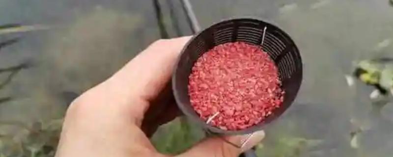 春季钓鲫鱼用哪种饵料打窝，酒米、五谷杂粮、麝香米均是适宜选择