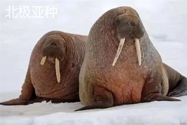 海象是不是哺乳动物，属于哺乳纲繁殖方式为胎生