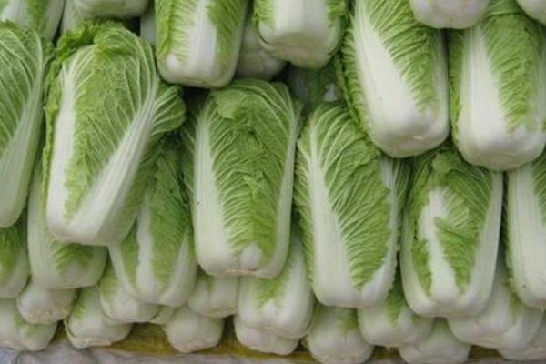 秋冬白菜的分类，分为白梗类型和青梗类型