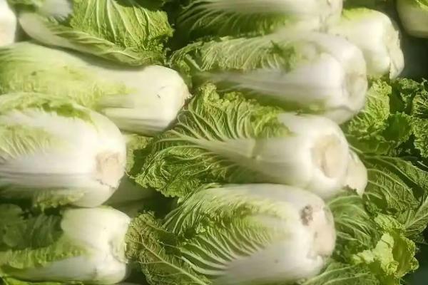 秋冬白菜的分类，分为白梗类型和青梗类型