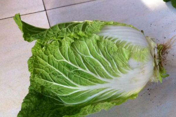 秋冬白菜的分类，分为白梗类型和青梗类型