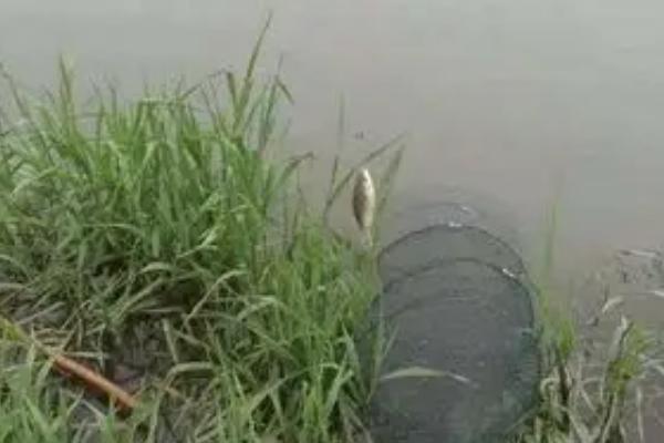 春季钓鲫鱼用哪种饵料打窝,酒米、五谷杂粮、麝香米均是适宜选择