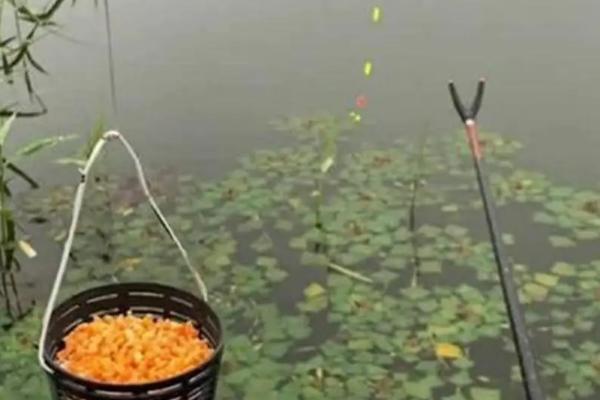 春季钓鲫鱼用哪种饵料打窝,酒米、五谷杂粮、麝香米均是适宜选择