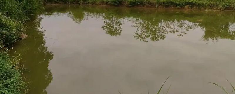 鱼塘中的氨氮为什么会变多，主要是缺氧、排泄物过多、酸碱值较高所致