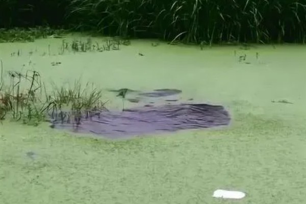 鱼塘中的氨氮为什么会变多,主要是缺氧、排泄物过多、酸碱值较高所致