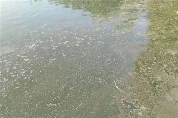 鱼塘中的氨氮为什么会变多,主要是缺氧、排泄物过多、酸碱值较高所致