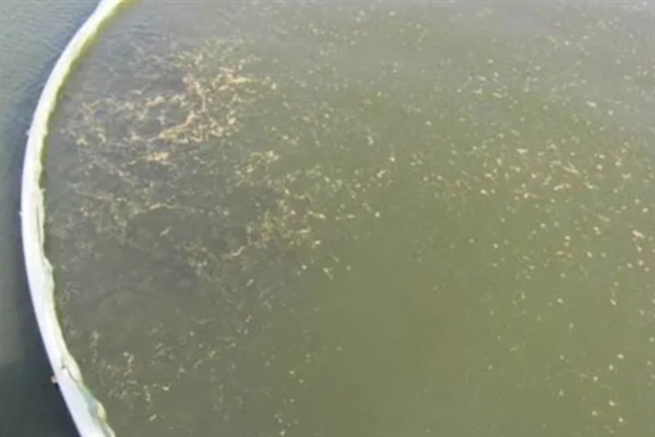 鱼塘中的氨氮为什么会变多,主要是缺氧、排泄物过多、酸碱值较高所致