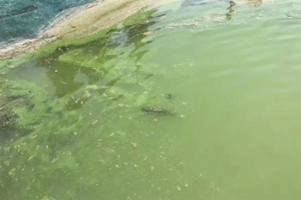 鱼塘中的氨氮为什么会变多,主要是缺氧、排泄物过多、酸碱值较高所致