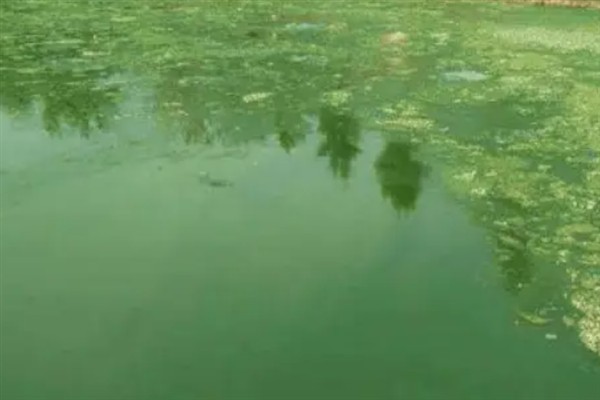 鱼塘中的氨氮为什么会变多,主要是缺氧、排泄物过多、酸碱值较高所致