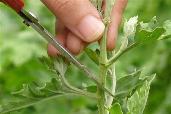 菊花夏季长得太高如何修剪，短截过长的枝叶可以节省养分