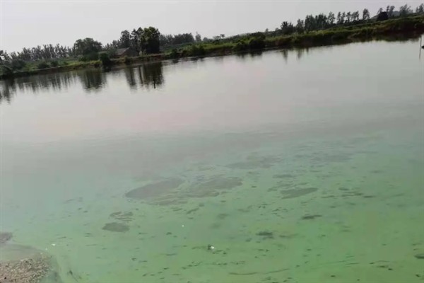 鱼塘中的氨氮为什么会变多,主要是缺氧、排泄物过多、酸碱值较高所致