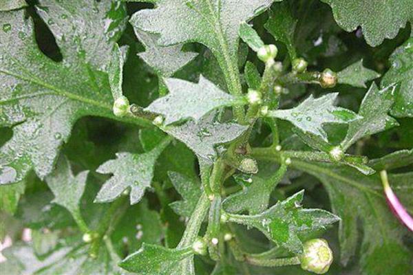 菊花夏季长得太高如何修剪，短截过长的枝叶可以节省养分